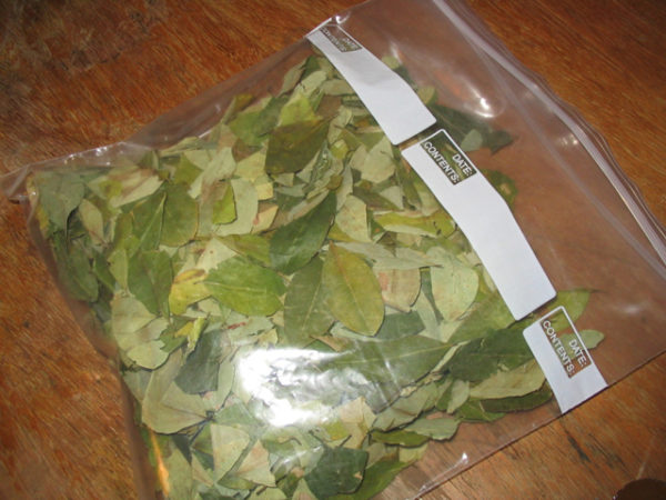 coca-lea-600x450